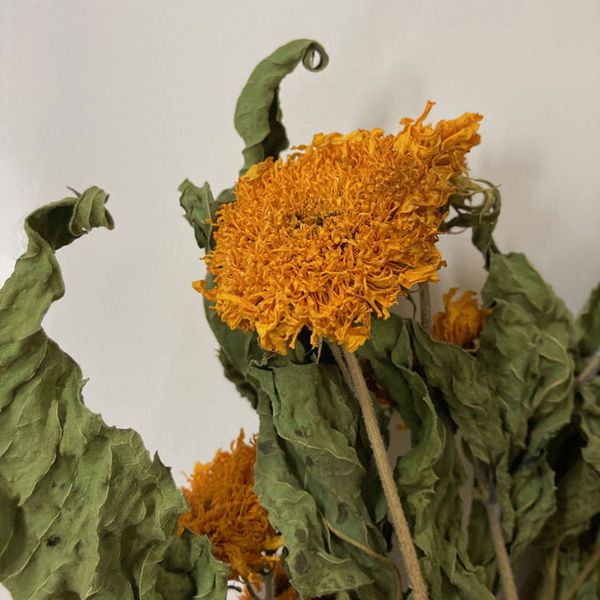 【ドライ】東京堂/風の花 ゴッホヒマワリ/DN000194