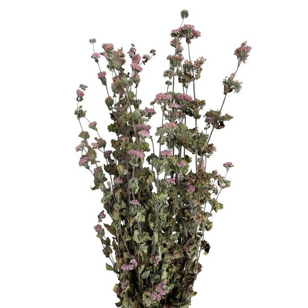 【ドライ】東京堂/風の花 段菊 ピンク/DN000203-002