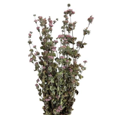 【ドライ】東京堂/風の花 段菊 ピンク/DN000203-002