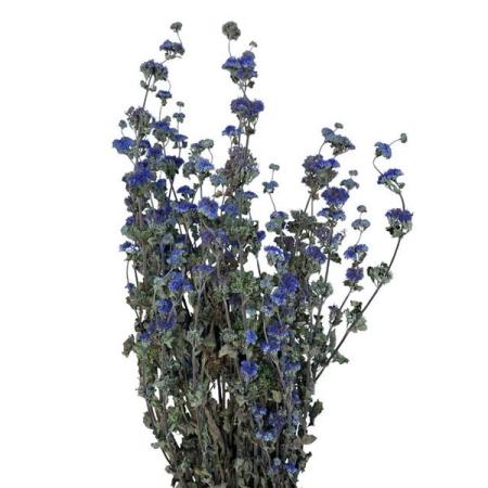 【ドライ】東京堂/風の花 段菊 ブルー/DN000203-005