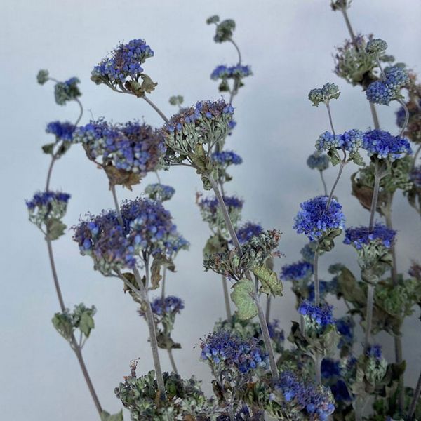 【ドライ】東京堂/風の花 段菊 ブルー/DN000203-005