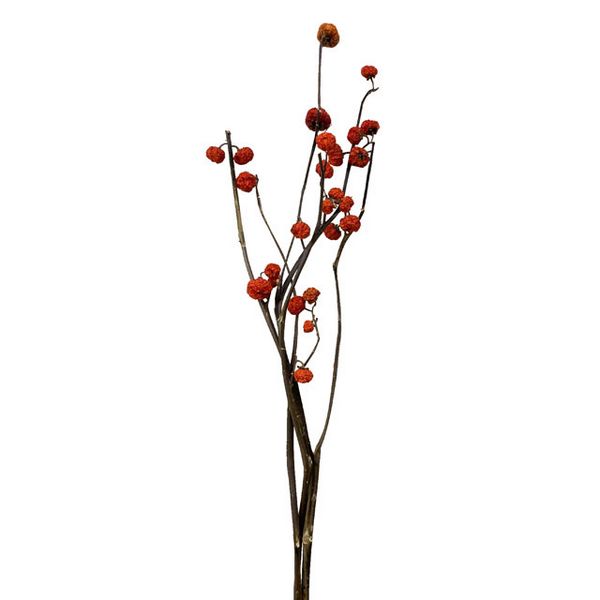 【ドライ】東京堂/風の花 ソラナムパンプキン枝付き ドライ/DN000207