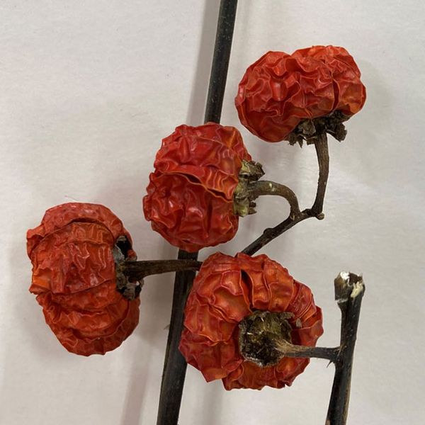 【ドライ】東京堂/風の花 ソラナムパンプキン枝付き ドライ/DN000207