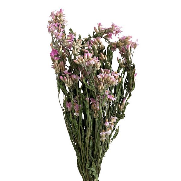 【ドライ】東京堂/風の花 ローズビューティ ローズビューティ/DN000208