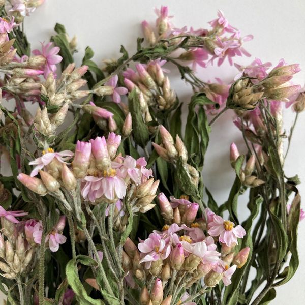 【ドライ】東京堂/風の花 ローズビューティ ローズビューティ/DN000208