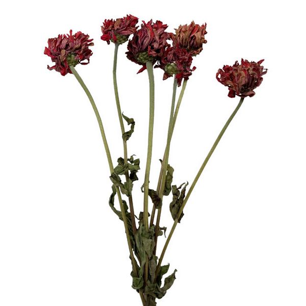 【ドライ】東京堂/風の花 ジニア レッド/DN000210-003