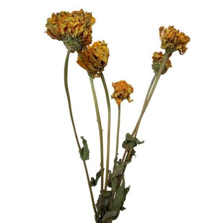 【ドライ】東京堂/風の花 ジニア イエロー/DN000210-004