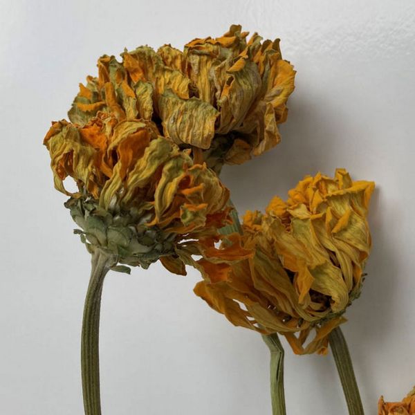 【ドライ】東京堂/風の花 ジニア イエロー/DN000210-004