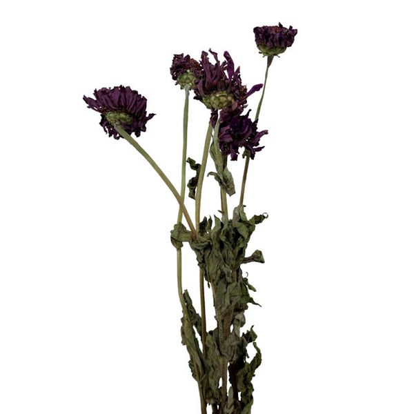 【ドライ】東京堂/風の花 ジニア パープル/DN000210-017