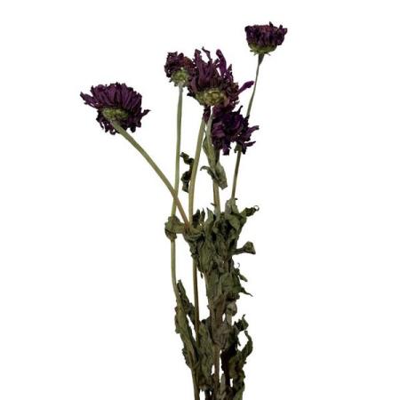 【ドライ】東京堂/風の花 ジニア パープル/DN000210-017