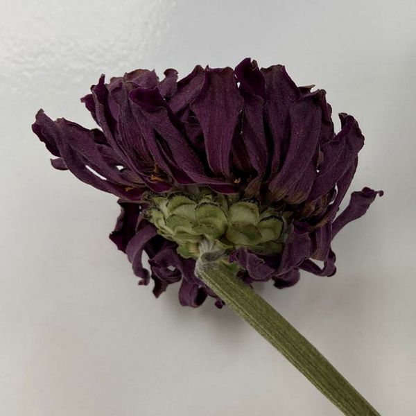 【ドライ】東京堂/風の花 ジニア パープル/DN000210-017