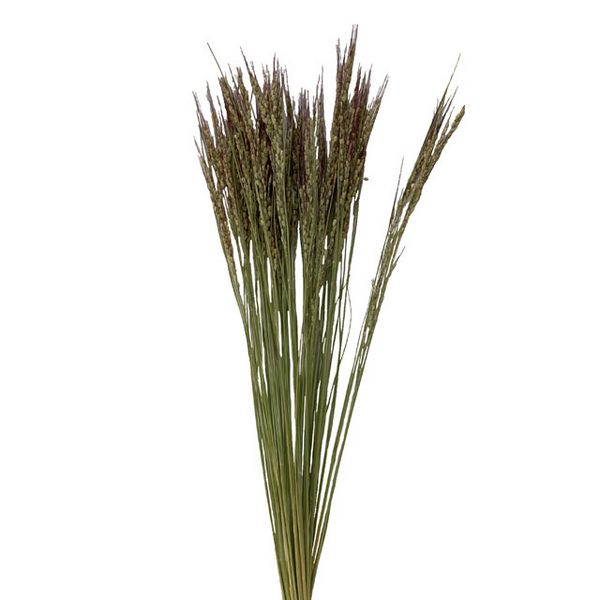 【ドライ】東京堂/風の花 古代米 ベニロマン/DN000213