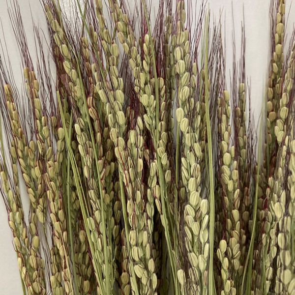 【ドライ】東京堂/風の花 古代米 ベニロマン/DN000213