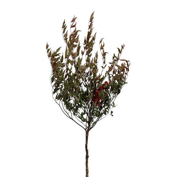 【ドライ】東京堂/風の花 南天/DN000214