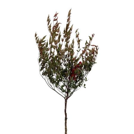 【ドライ】東京堂/風の花 南天/DN000214