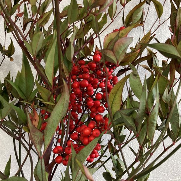 【ドライ】東京堂/風の花 南天/DN000214