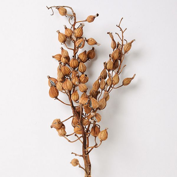 【ドライ】東京堂/風の花 月桃/DN110002