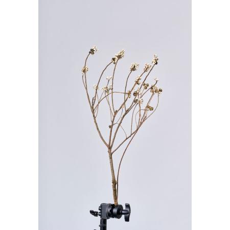 【ドライ】東京堂/風の花 ナンキンハゼ/DN110026