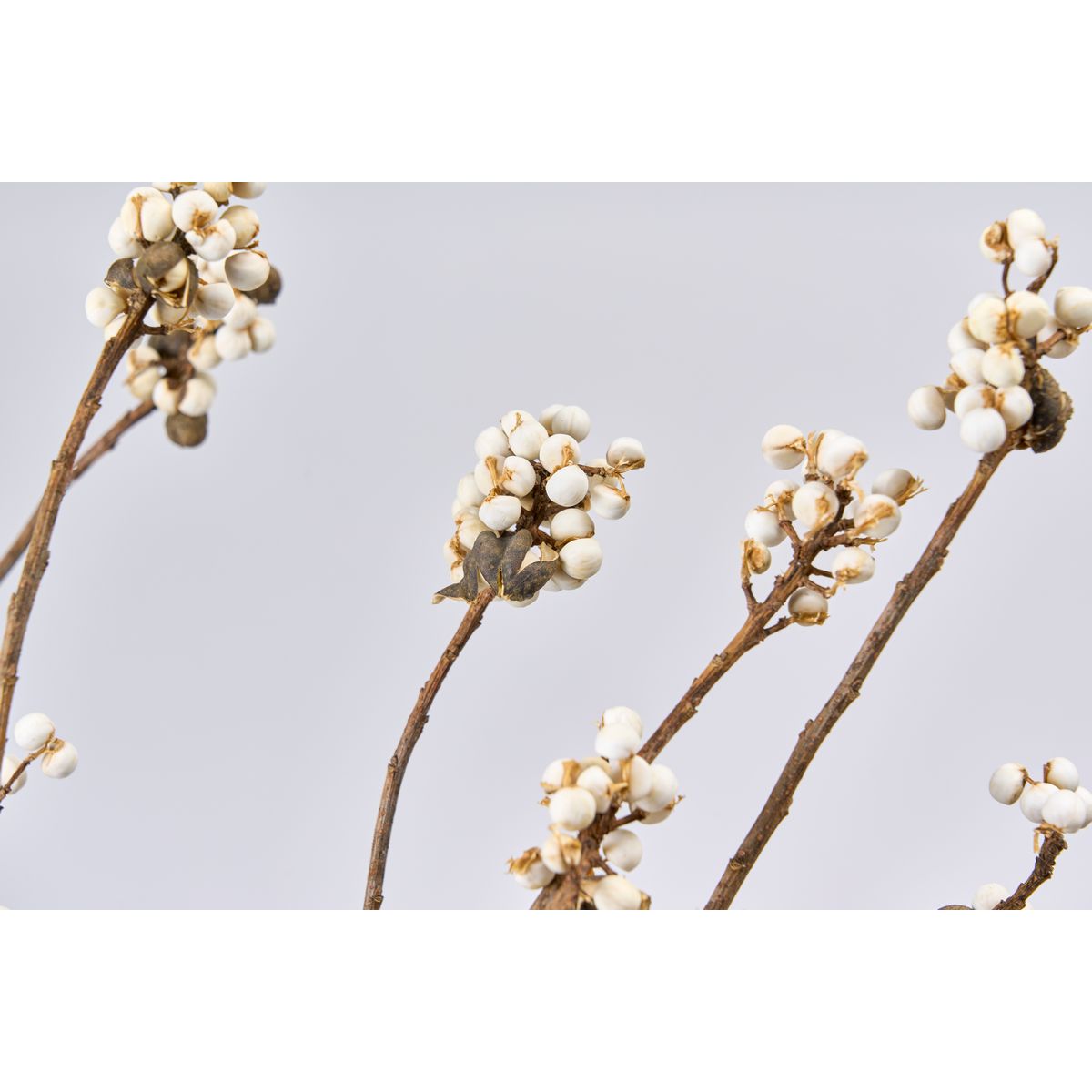 【ドライ】東京堂/風の花 ナンキンハゼ/DN110026