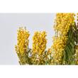 【ドライ】東京堂/風の花 ミモザ/DN110031