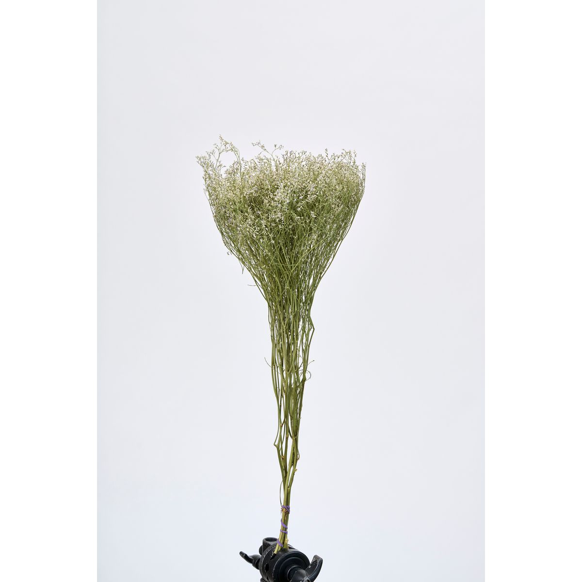 【ドライ】東京堂/風の花 ラティフォリア/DN120005