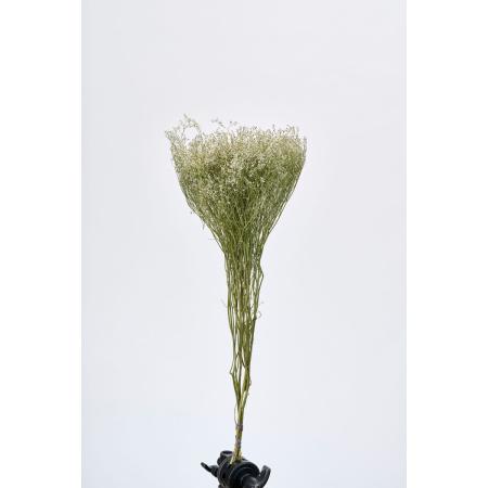 【ドライ】東京堂/風の花 ラティフォリア/DN120005