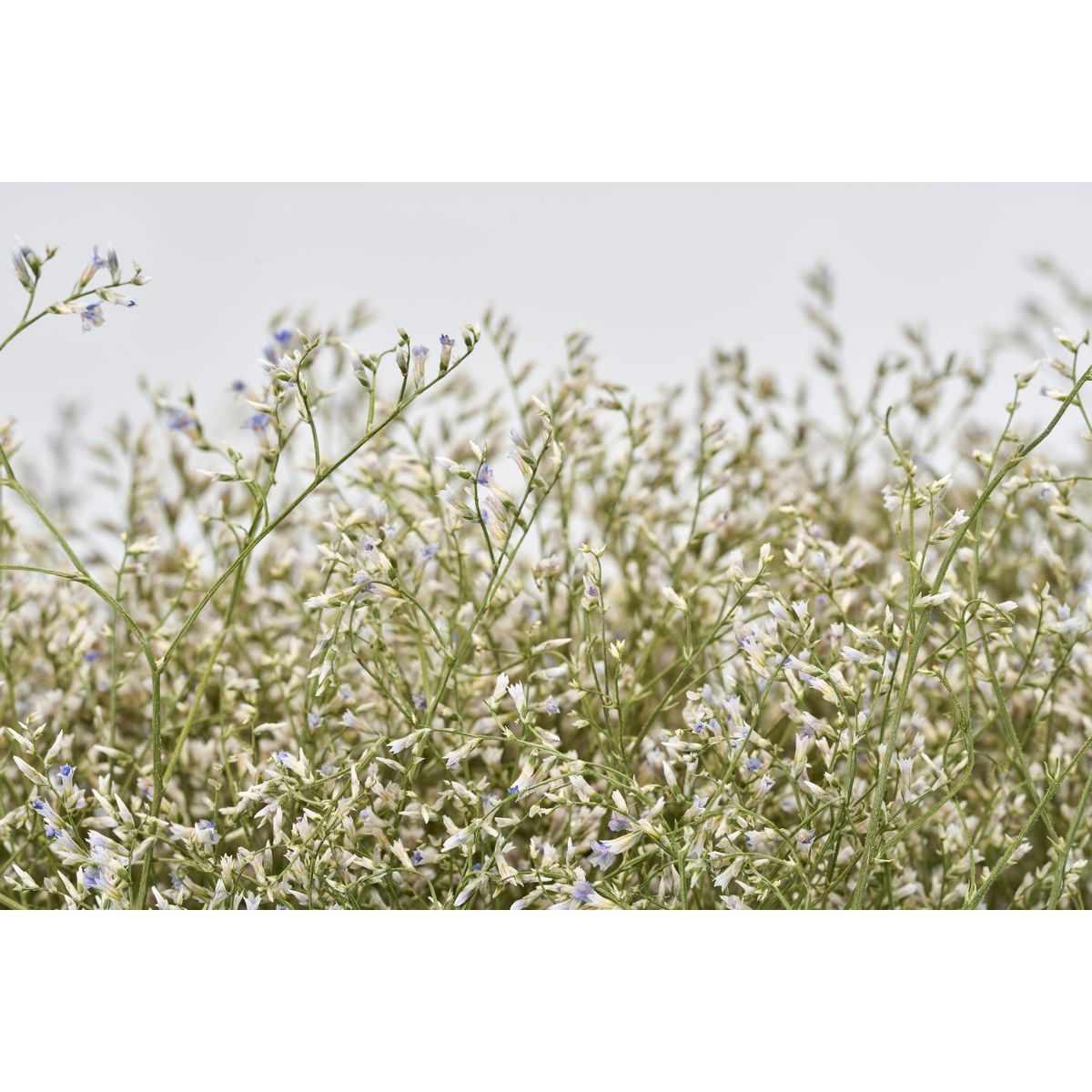 【ドライ】東京堂/風の花 ラティフォリア/DN120005