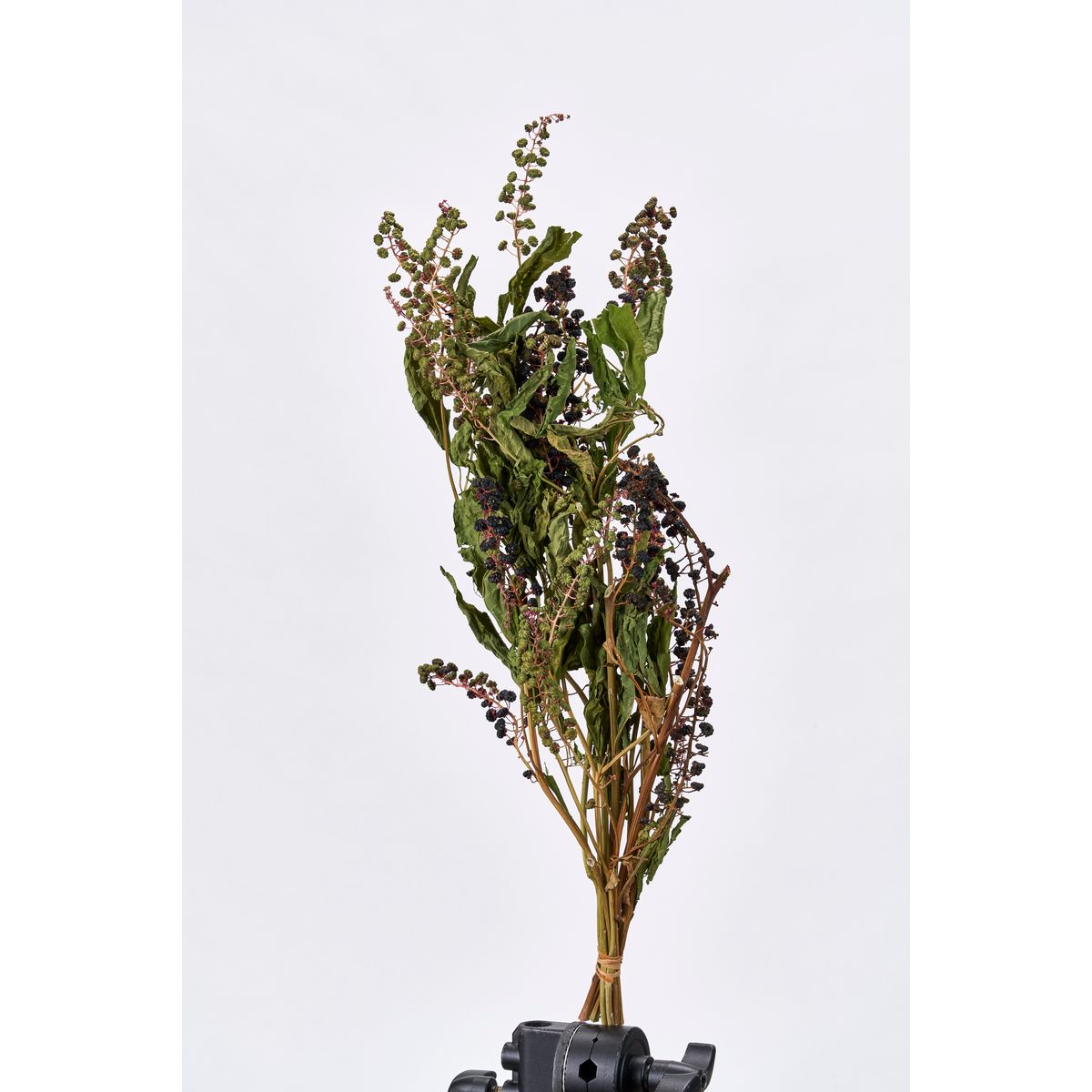 【ドライ】東京堂/風の花 ヤマゴボウ(大束)/DN120007