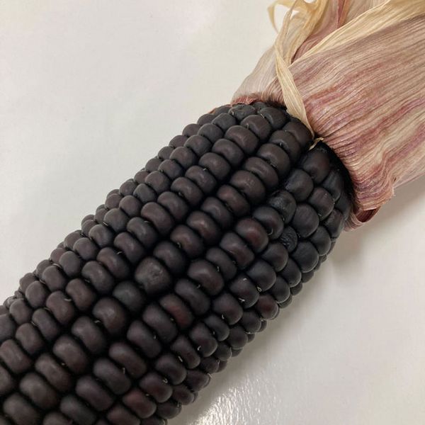 【ドライ】東京堂/風の花 紫コーン/DN120026