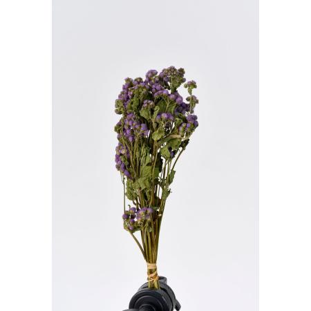 【ドライ】東京堂/風の花 アゲラタム/DN120027