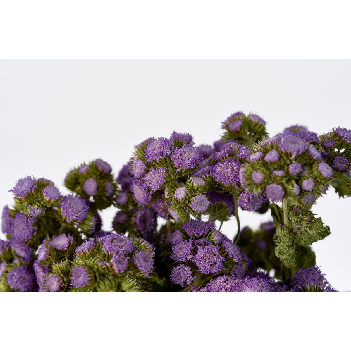 【ドライ】東京堂/風の花 アゲラタム/DN120027