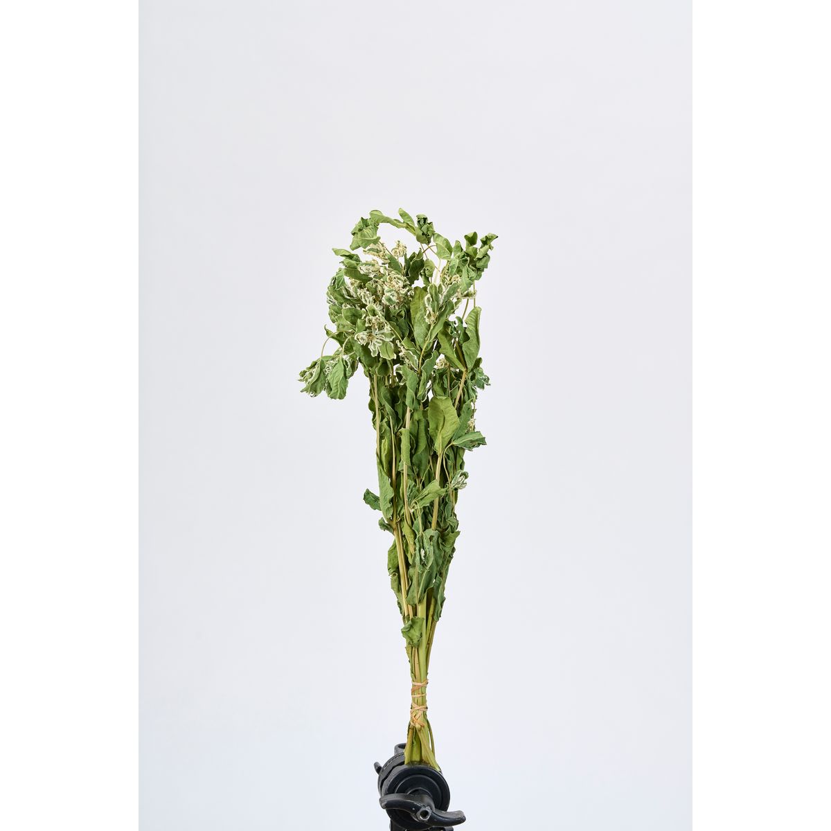 【ドライ】東京堂/風の花 初雪草/DN120028