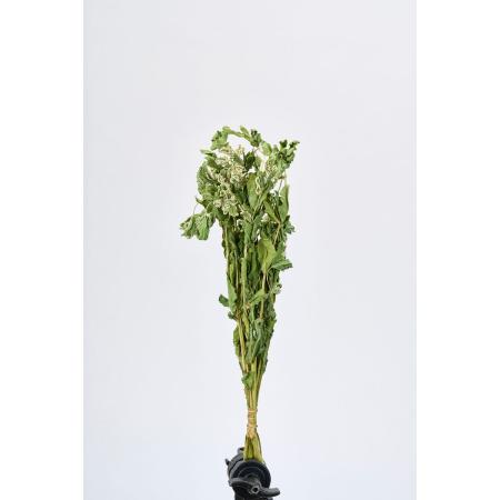 【ドライ】東京堂/風の花 初雪草/DN120028