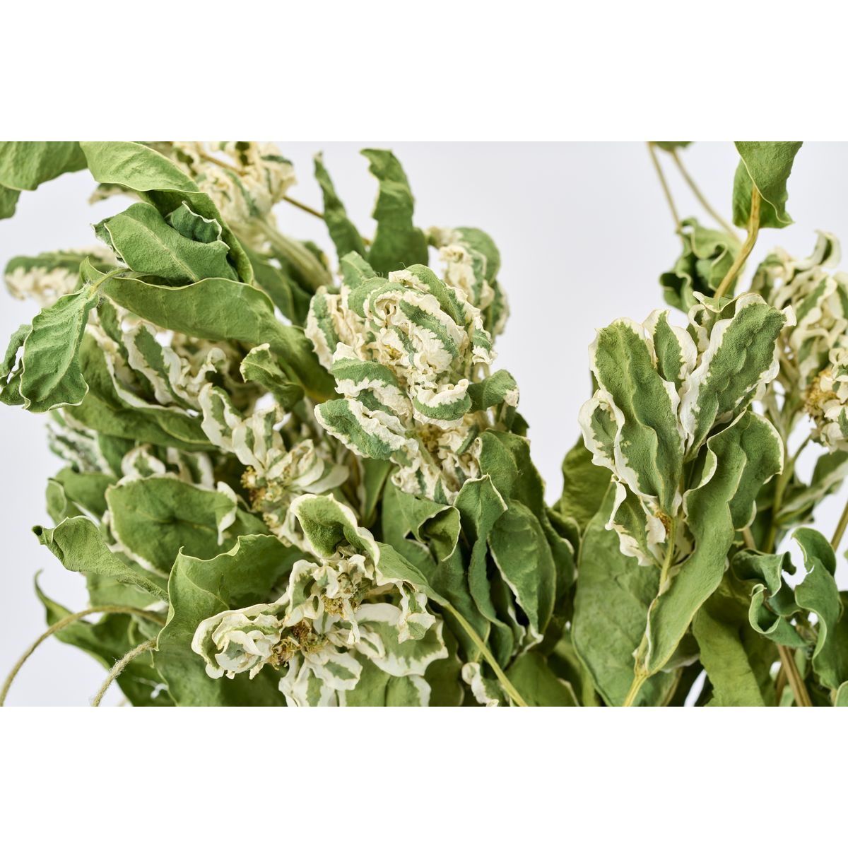 【ドライ】東京堂/風の花 初雪草/DN120028