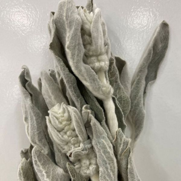 【ドライ】東京堂/風の花 ラムズイヤー/DN120032