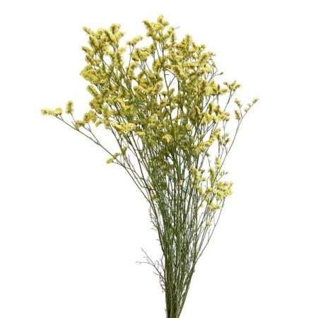 【ドライ】東京堂/風の花 サマーチェリー イエロー/DN190000-004