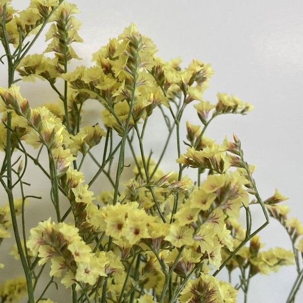 【ドライ】東京堂/風の花 サマーチェリー イエロー/DN190000-004