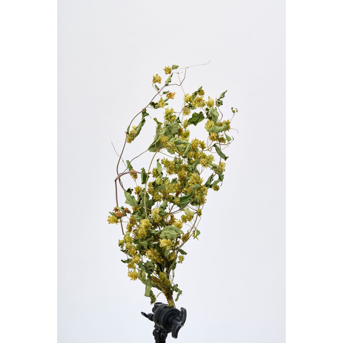 【ドライ】東京堂/風の花 ホップ/DN200006