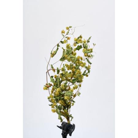 【ドライ】東京堂/風の花 ホップ/DN200006