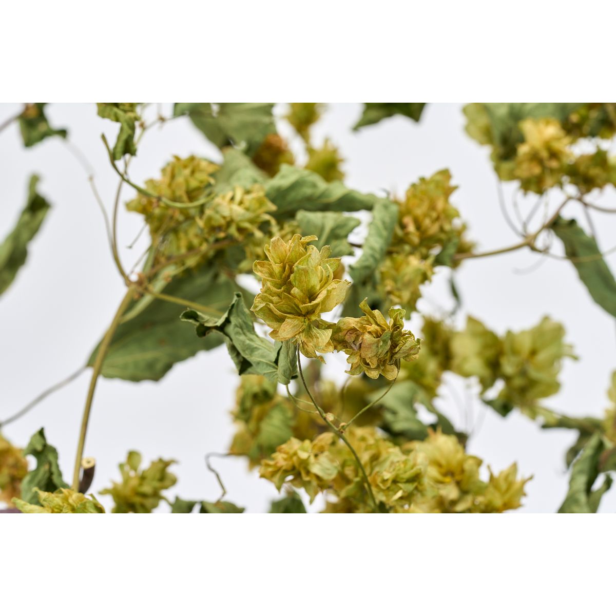 【ドライ】東京堂/風の花 ホップ/DN200006