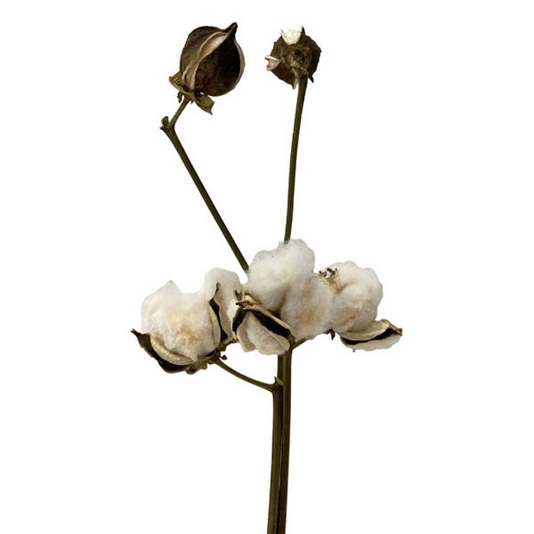 【ドライ】東京堂/風の花 コットン/DN200017