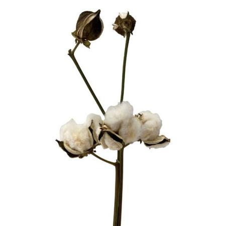 【ドライ】東京堂/風の花 コットン/DN200017