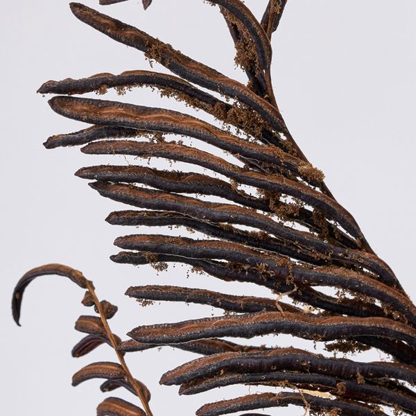 【ドライ】東京堂/風の花 ガンソク/DN220007