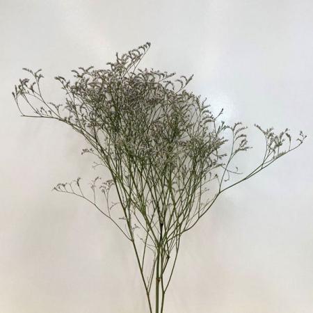 【ドライ】東京堂/風の花 ブルーファンタジア/DN280000