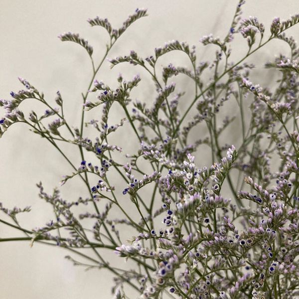 【ドライ】東京堂/風の花 ブルーファンタジア/DN280000