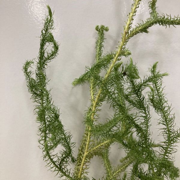 【ドライ】東京堂/風の花 ヒカゲノカズラアソート/DN290000