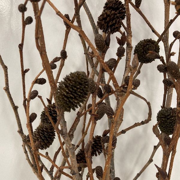 【ドライ】東京堂/風の花 ヤシャブシ/DN290001