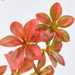 特価◎【造花】MAGIQ東京堂/紅葉どうだんつつじ/FG002570