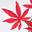 特価◎【造花】MAGIQ東京堂/秋麗もみじ/FG004884-003