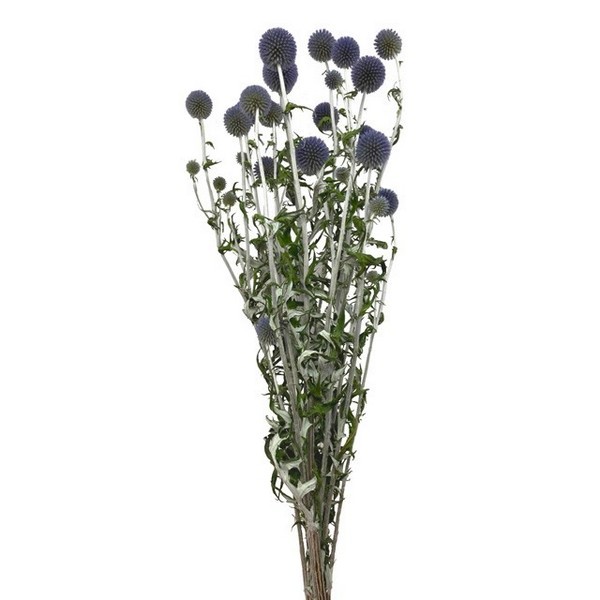 【ドライ】東京堂/風の花 ベッチーズブルー 約60g/DN000190